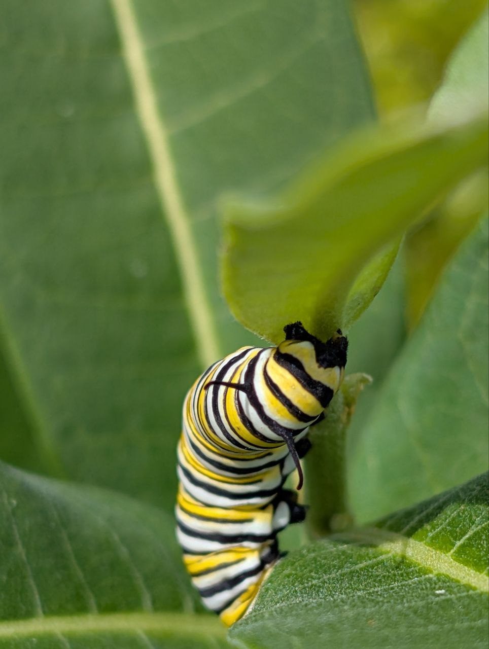 Monarch caterpillar on milkweed in a pollinator garden designed in Pittsburgh