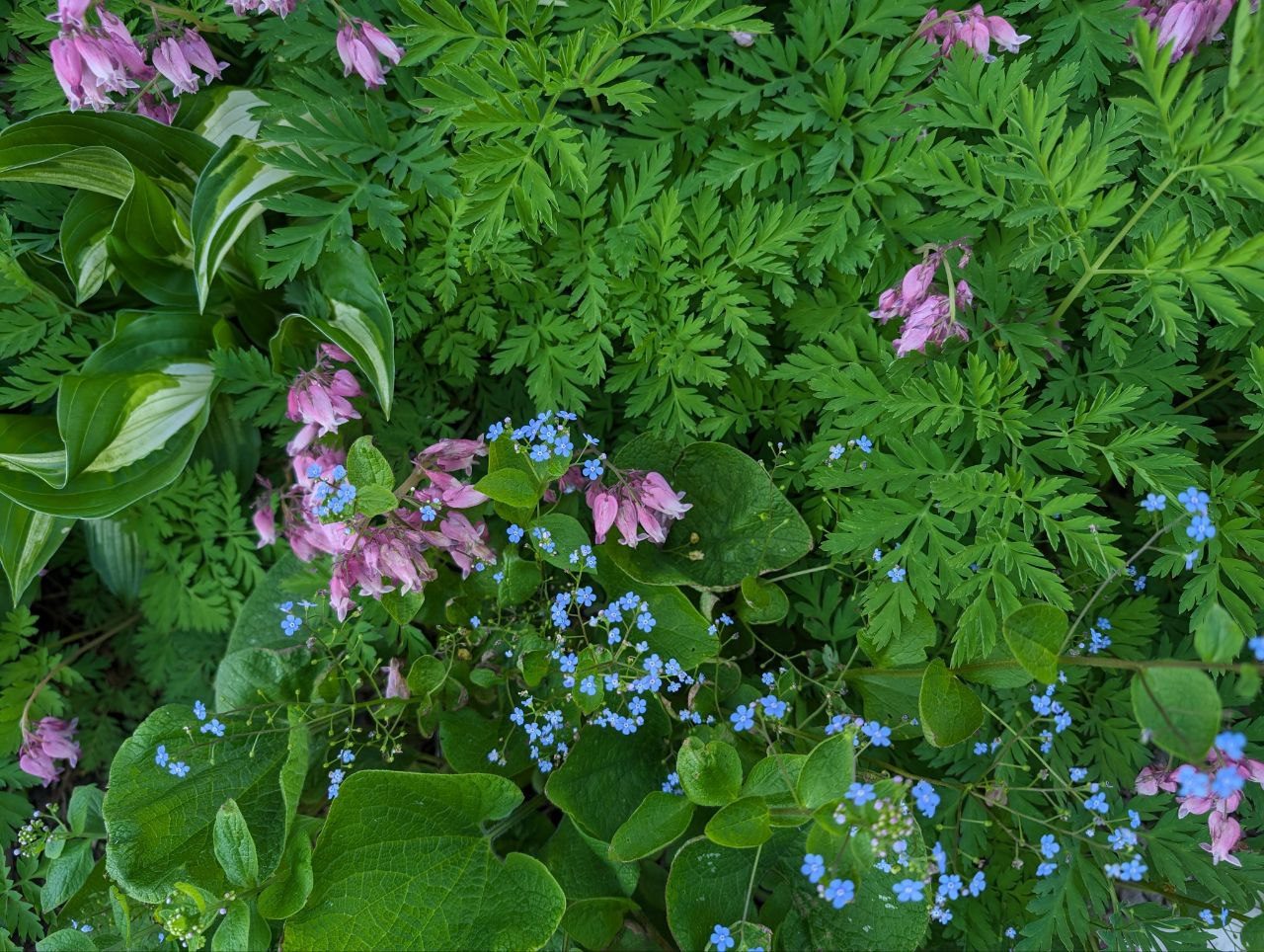 Woodland shade garden of bleeding hearts, brunnera and hosta designed in Pittsburgh by The Flower Seeker